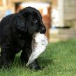 Kunstnerkuldet fra Kennel Hegnets - Hegnet