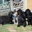 Kubstnerkuldet fra Kennel Hegnets