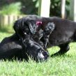 Kunstnerkuldet fra Kennel Hegnets - Hegnet