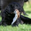 Kunstnerkuldet fra Kennel Hegnets - Hegnet