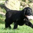 Kunstnerkuldet fra Kennel Hegnets - Hegnet