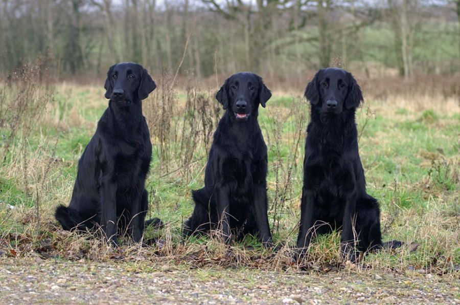 Kennel Hegnets