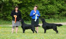 Kennel Hegnets - Opdræt af Flatcoated Retriever