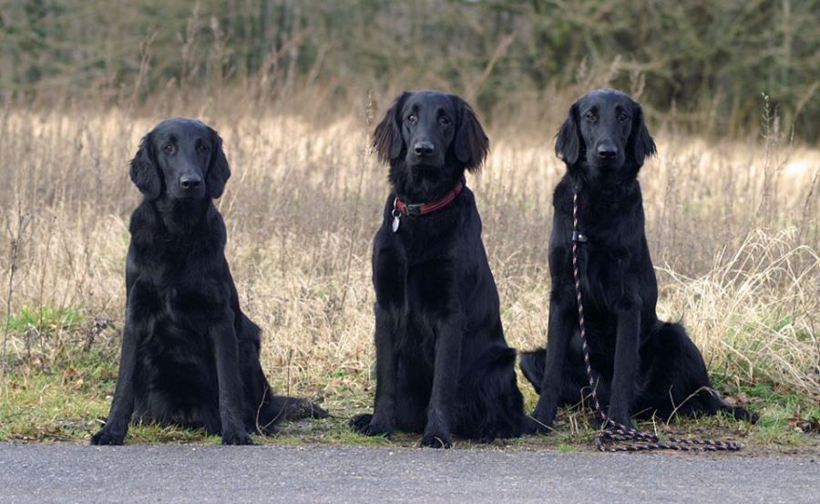 Kennel Hegnets