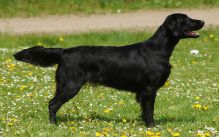 Kennel Hegnets - Opdræt af Flatcoated Retriever