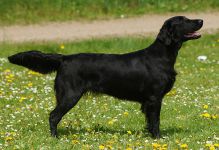 Kennel Hegnets - Opdræt af Flatcoated Retriever