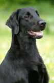 Kennel Hegnets - Opdræt af Flatcoated Retriever