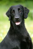 Kennel Hegnets - Opdræt af Flatcoated Retriever