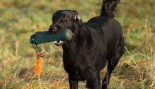 Kennel Hegnets - Opdræt af Flatcoated Retrievere