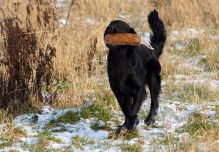 Kennel Hegnets - Opdræt af Flatcoated Retrievere