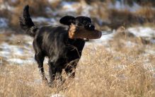 Kennel Hegnets - Opdræt af Flatcoated Retrievere