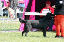 Kennel Hegnets - Opdræt af Flatcoated Retriever