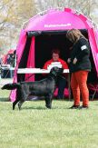 Kennel Hegnets - Opdræt af Flatcoated Retriever