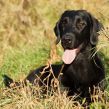 Kennel Hegnets - Opdræt af Flat Coated Retrievere