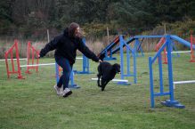 Kennel Hegnets - Opdræt af Flat Coated Retrievere