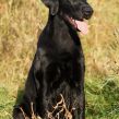 Kennel Hegnets - Opdræt af Flat Coated Retrievere