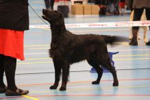 Kennel Hegnets - Opdræt af Flat Coated Retriever