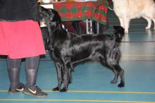 Kennel hegnets - Opdræt af Flat Coated Retriever