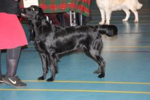 Kennel hegnets - Opdræt af Flat Coated Retriever