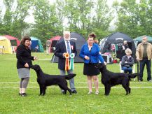 Kennel Hegnets - Opdræt af Flatcoated Retriever