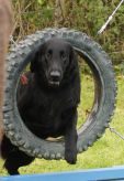 Kennel Hegnets - Opdræt af Flat Coated Retrievere