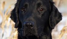 Kennel Hegnets - Opdræt af Flatcoated Retrievere