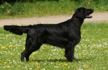 Kennel Hegnets - Opdræt af Flatcoated Retriever