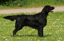 Kennel Hegnets - Opdræt af Flatcoated Retriever