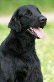 Kennel Hegnets - Opdræt af Flatcoated Retriever