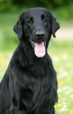 Kennel Hegnets - Opdræt af Flatcoated Retriever