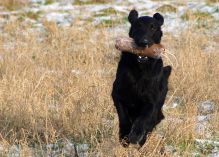 Kennel Hegnets - Opdræt af Flatcoated Retrievere