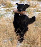 Kennel Hegnets - Opdræt af Flatcoated Retrievere