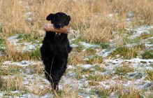 Kennel Hegnets - Opdræt af Flatcoated Retrievere