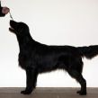 Kennel Hegnets. Opdræt af Flat Coated Retriever