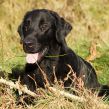 Kennel Hegnets - Opdræt af Flat Coated Retrievere