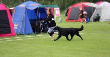 Kennel Hegnets. Opdræt af Flatcoatred Retriever