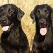 Kennel Hegnets - Opdræt af Flat Coated Retrievere