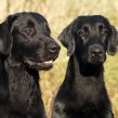 Kennel Hegnets - Opdræt af Flat Coated Retrievere