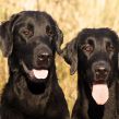 Kennel Hegnets - Opdræt af Flat Coated Retrievere