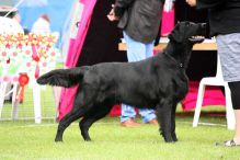 Kennel Hegnets. Opdræt af Flatcoatred Retriever