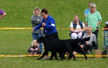 Kennel Hegnets - Opdræt af Flatcoated Retriever