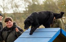 Kennel Hegnets - Opdræt af Flat Coated Retrievere