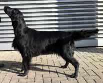 Kennel Hegnets - Opdræt af flat Coated Retrievere - ejet af Helle & Anders Hegnet