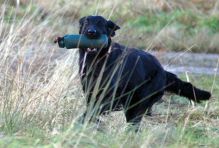 Kennel Hegnets - Opdræt af Flatcoated Retrievere