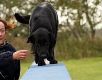 Kennel Hegnets - Opdræt af Flat Coated Retrievere