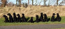 Hegnets kunstnerkuld af Flatcoatede Retrievere