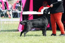 Kennel Hegnets - Opdræt af Flatcoated Retriever