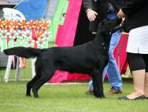 Kennel Hegnets. Opdræt af Flatcoatred Retriever