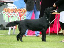 Kennel Hegnets. Opdræt af Flatcoatred Retriever