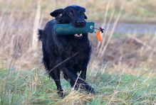 Kennel Hegnets - Opdræt af Flatcoated Retrievere